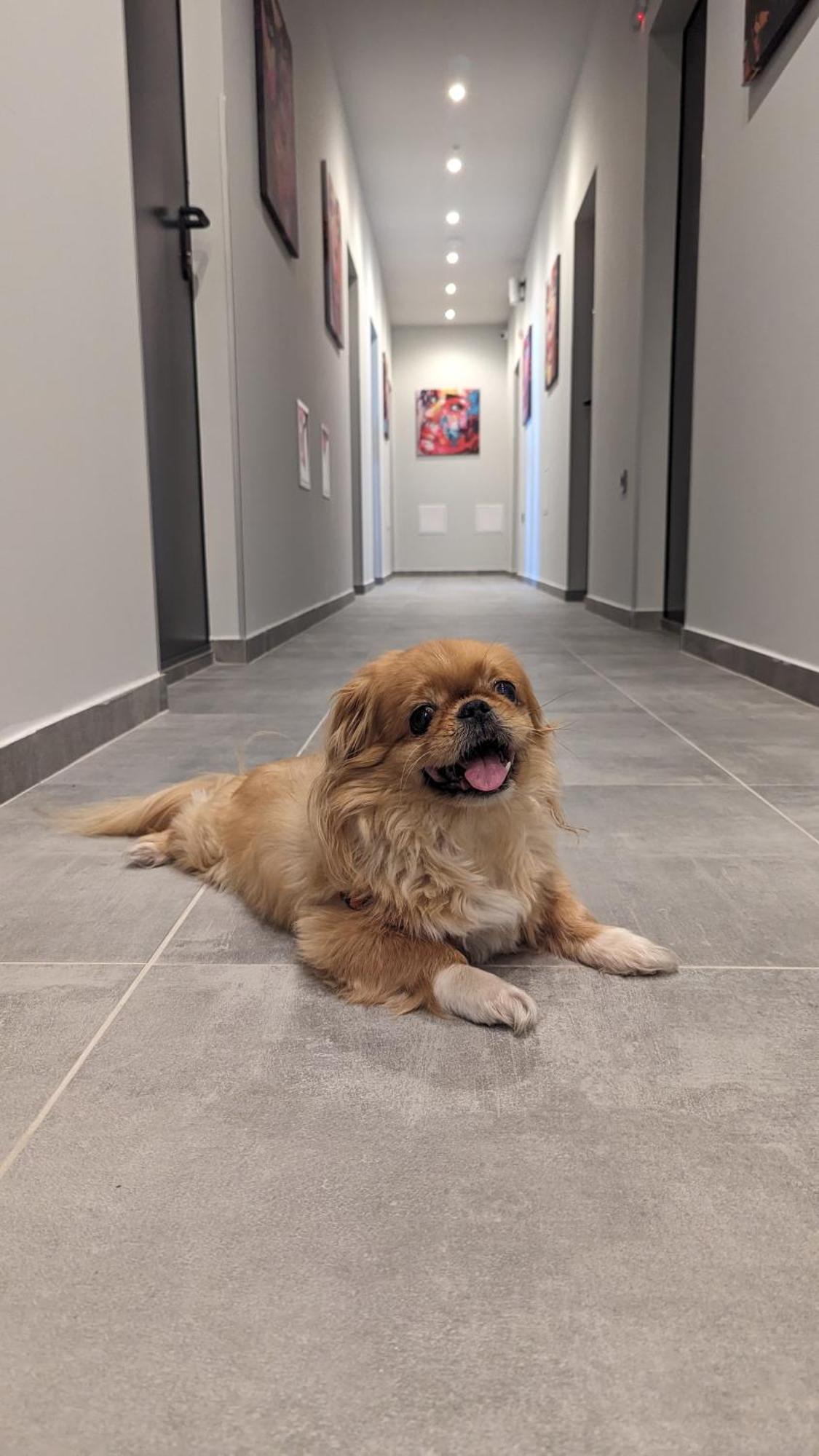 סטרה זגורה Dorm Bg Pet-Friendly Aparthotel מראה חיצוני תמונה